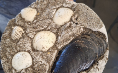 Estudiantes de I Medio descubren el pasado en innovador Laboratorio de Fósiles