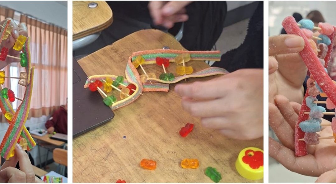 Estudiantes de BCM representan la estructura del ADN con gomitas